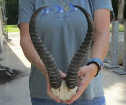 Buy this Male Springbok Skull Plate with 12-1/2" Horns for $30