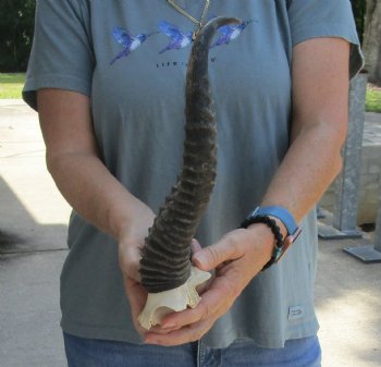 Buy this Male Springbok Skull Plate with 12-1/2" Horns for $30