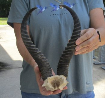 Buy this Male Springbok Skull Plate with 12-1/2" Horns for $30