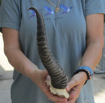 Buy this Male Springbok Skull Plate with 12-1/2" Horns for $30