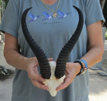 Buy this Male Springbok Skull Plate with 11-1/4" Horns for $30