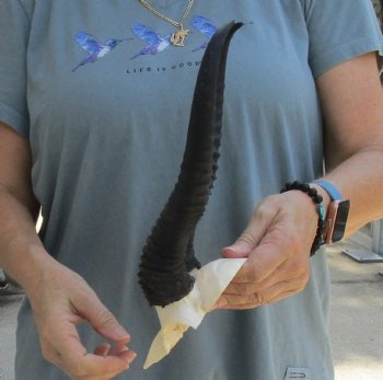 Buy this Male Springbok Skull Plate with 11-1/4" Horns for $30