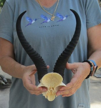 Buy this Male Springbok Skull Plate with 11-1/4" Horns for $30