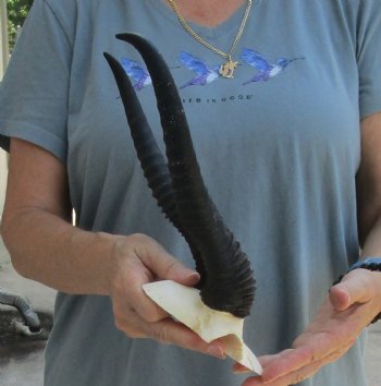 Buy this Male Springbok Skull Plate with 11-1/4" Horns for $30