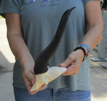 Buy this Male Springbok Skull Plate with 11" Horns for $30