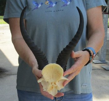 Buy this Male Springbok Skull Plate with 11" Horns for $30