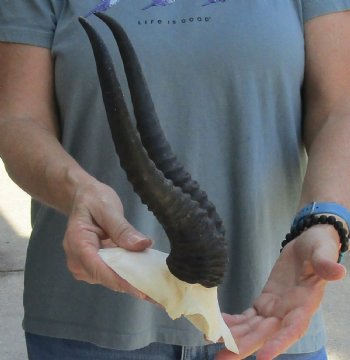 Buy this Male Springbok Skull Plate with 11" Horns for $30