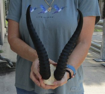 Buy this Male Springbok Skull Plate with 12" Horns for $30
