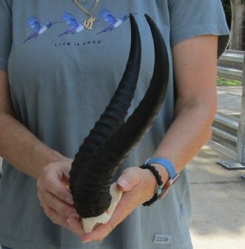 Buy this Male Springbok Skull Plate with 12" Horns for $30