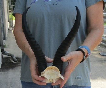 Buy this Male Springbok Skull Plate with 12" Horns for $30