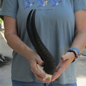 Buy this Male Springbok Skull Plate with 12" Horns for $30