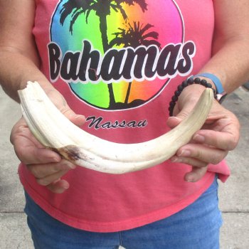 Huge 12" Ivory Tusk from African Warthog - $69
