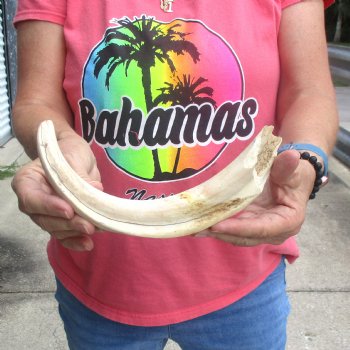 Huge 12" Ivory Tusk from African Warthog - $69