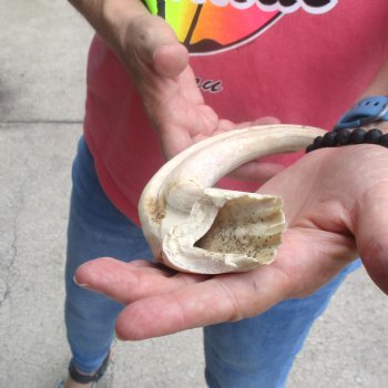 Huge 12" Ivory Tusk from African Warthog - $69