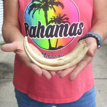 B-Grade 10" Ivory Tusk from African Warthog - $24