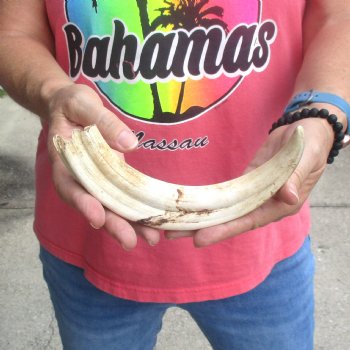 B-Grade 10" Ivory Tusk from African Warthog - $24