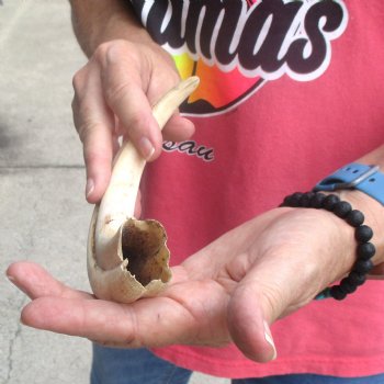 B-Grade 10" Ivory Tusk from African Warthog - $24