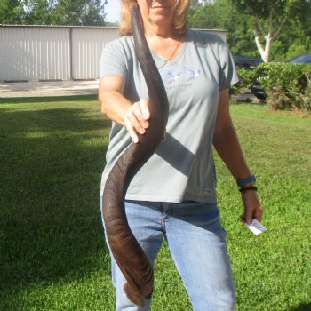 36 3/4" Kudu Horn - $90