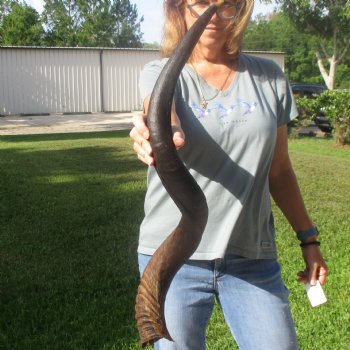 36 3/4" Kudu Horn - $90