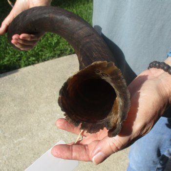 36 3/4" Kudu Horn - $90