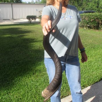37 1/2" Kudu Horn - $90