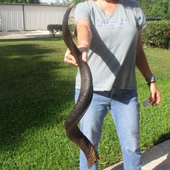 37 1/2" Kudu Horn - $90