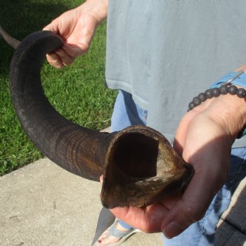 37 1/2" Kudu Horn - $90