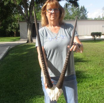 Gemsbok Skull Plate with 26 & 29 inch horns for sale $60