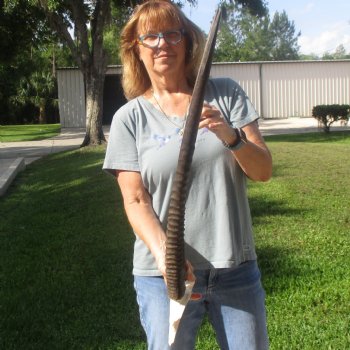 Gemsbok Skull Plate with 26 & 29 inch horns for sale $60