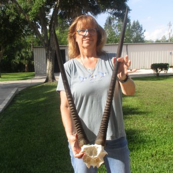 Gemsbok Skull Plate with 26 & 29 inch horns for sale $60