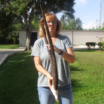 Gemsbok Skull Plate with 26 & 29 inch horns for sale $60