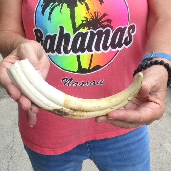 B-Grade 10" Ivory Tusk from African Warthog - $24