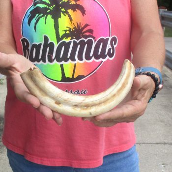 B-Grade 10" Ivory Tusk from African Warthog - $24