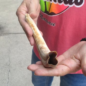 B-Grade 10" Ivory Tusk from African Warthog - $24