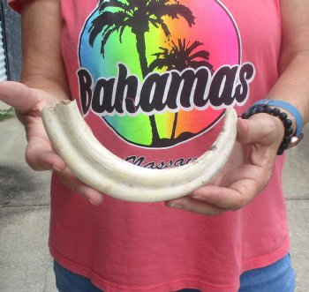 B-Grade 10" Ivory Tusk from African Warthog - $24