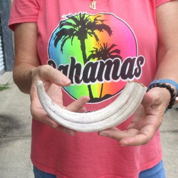 B-Grade 10" Ivory Tusk from African Warthog - $24