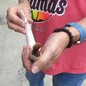 B-Grade 10" Ivory Tusk from African Warthog - $24