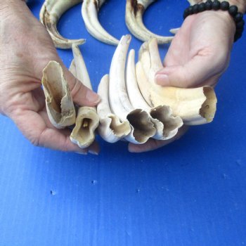 2 pounds B-Grade Warthog Tusks approx. 4-8" for $60