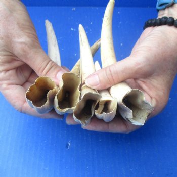 2 pounds B-Grade Warthog Tusks approx. 4-8" for $60