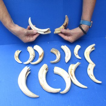 2 pounds B-Grade Warthog Tusks approx. 4-8" for $60