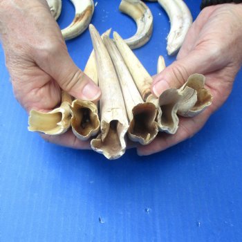 2 pounds B-Grade Warthog Tusks approx. 4-8" for $60