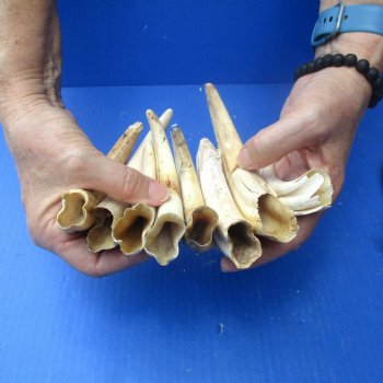 2 pounds B-Grade Warthog Tusks approx. 4-8" for $60