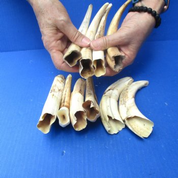 2 pounds B-Grade Warthog Tusks approx. 4-8" for $60