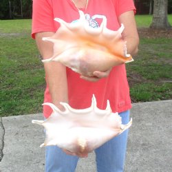 Two piece lot of 11 1/2 & 12 1/2" Giant Spider Conch Shell for Sale $23/lot