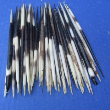 Two Hundred and Fifty Semi-Cleaned Thick African Porcupine Quills 5" to 6"