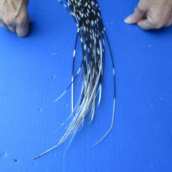 One Hundred B-Grade Semi-Cleaned Thin African Porcupine Quills 11" to 17"
