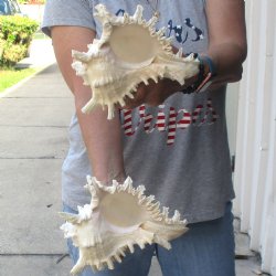 Two 8" Murex Ramosus - $24