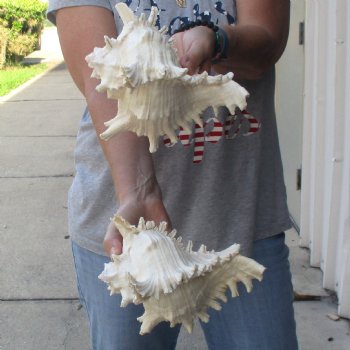 Two 8" Murex Ramosus - $24