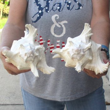 Two 8" Murex Ramosus - $24