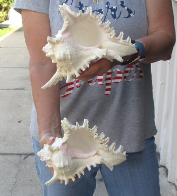 Two 8" Murex Ramosus - $24